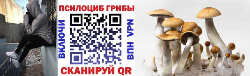 Псилоцибиновые грибы Psilocybine cubensis  Асбест 